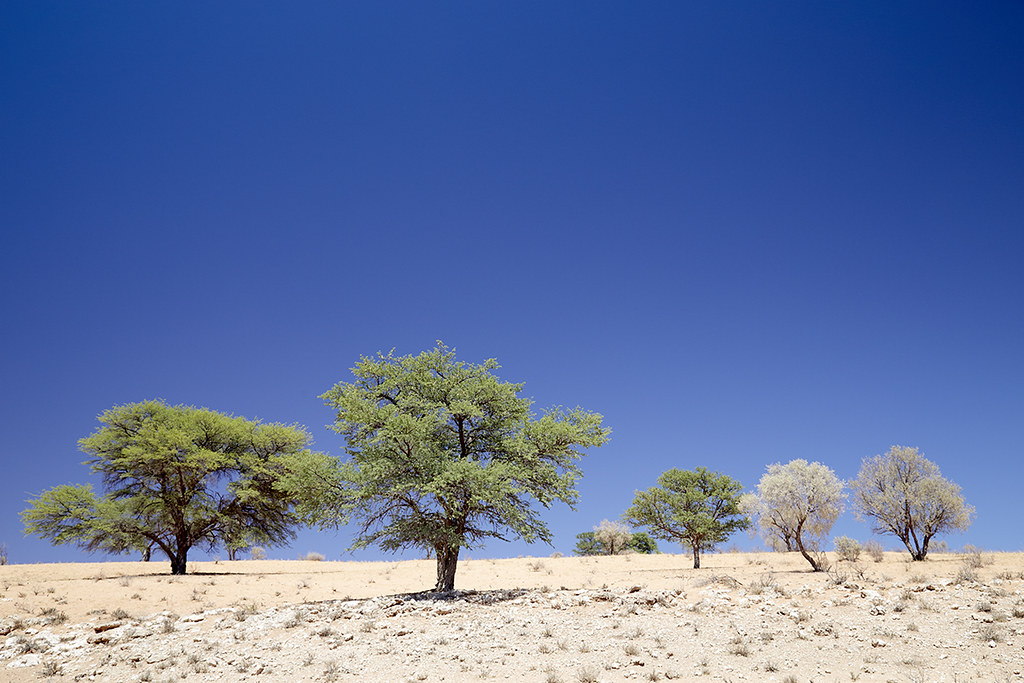 Dry season landscape Kgalagadi Game Reserve Andrew Forsyth Flickr