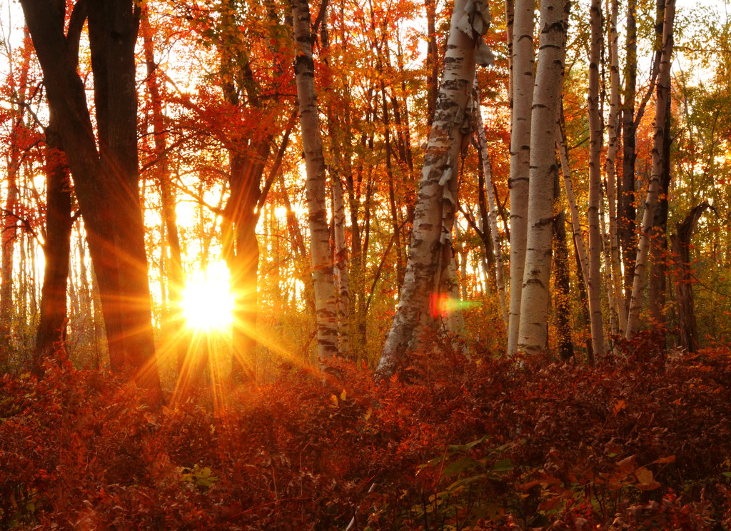 Sunset in the Birch Groves a photo on Flickriver