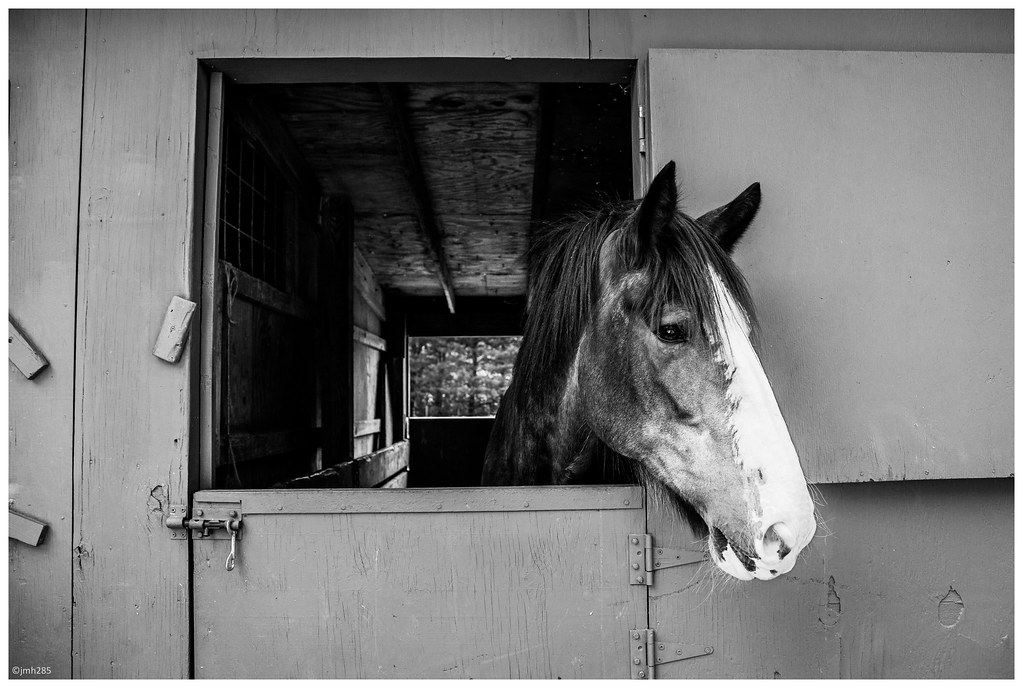 Haaay! Chapel Hill Farm & Nursery, Perry Hall, MD Jan Hughes Flickr