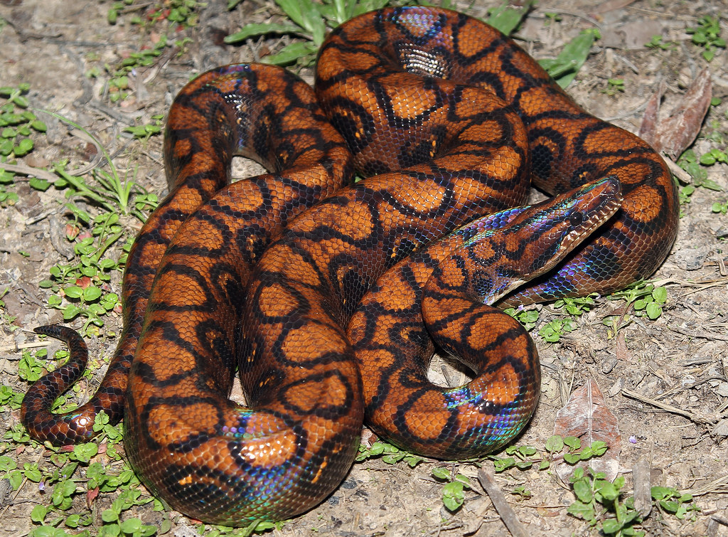 Rainbow Boa (Epicrates cenchria) Madre Selva Forest Reserv… Flickr
