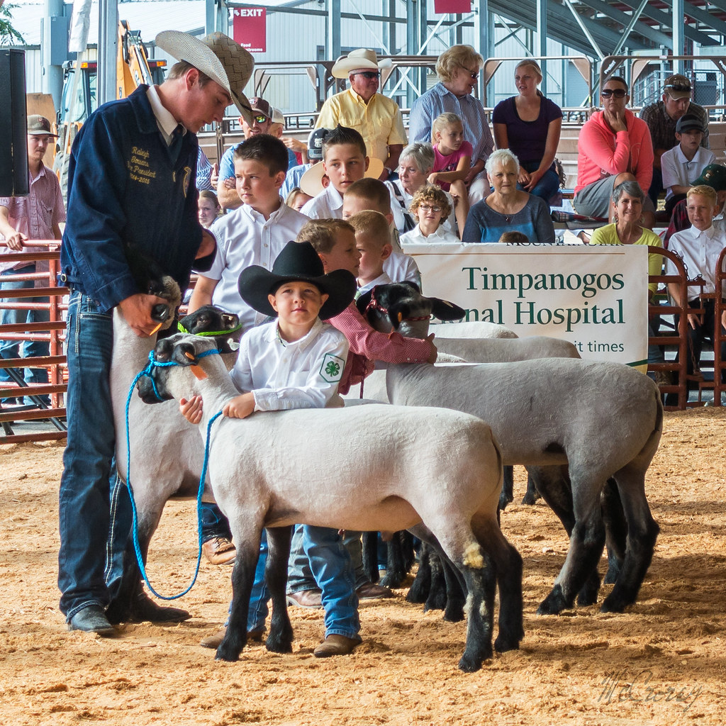 Junior Livestock Show at the Utah County Fair Flickr