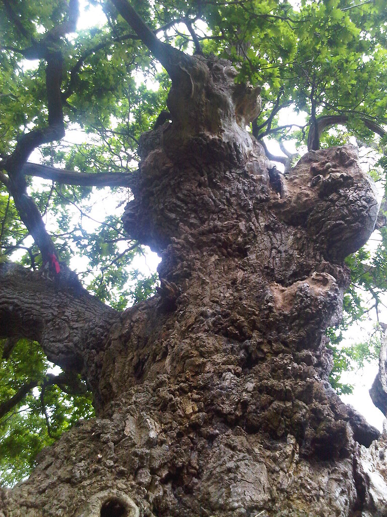 Gog and Magog, Glastonbury, Somerset Imagine what events t… Flickr