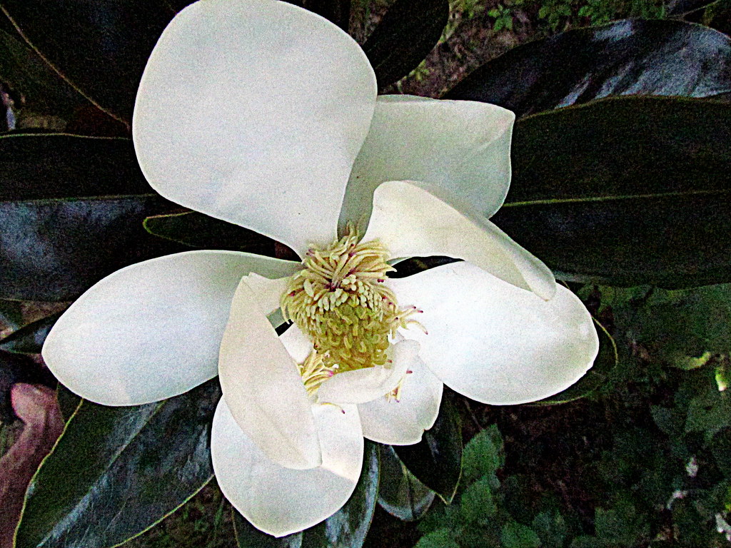 White Magnolia Flower Backyard Estates Cary NC 1879 Flickr