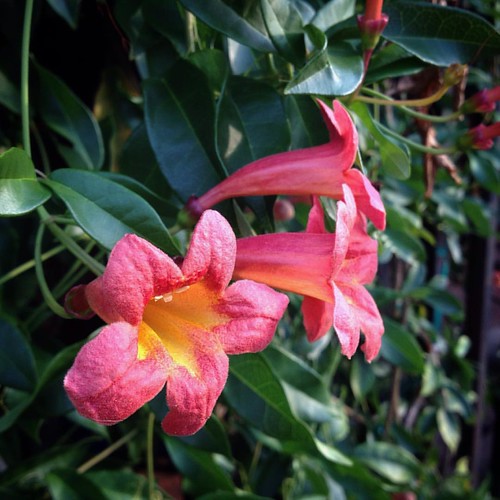 Trumpet vine in bloom. The women drinking on the vine behi… Flickr