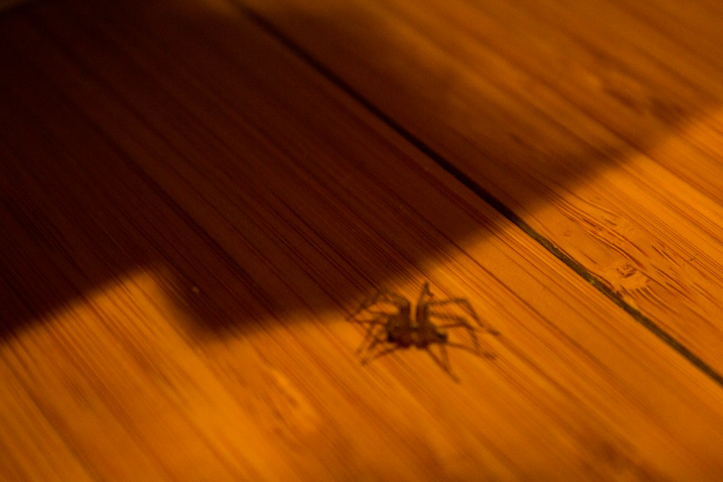 Requirement 3 bugs Swayzee Elefante Flickr