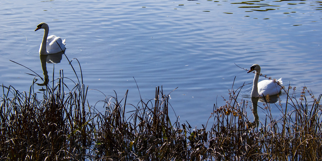 A pair of mute swans relaxing on the Rideau river