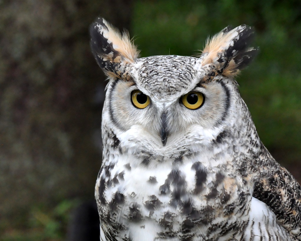 Great Horned Owl (white) U of MN Raptor Release at Carpent… Flickr