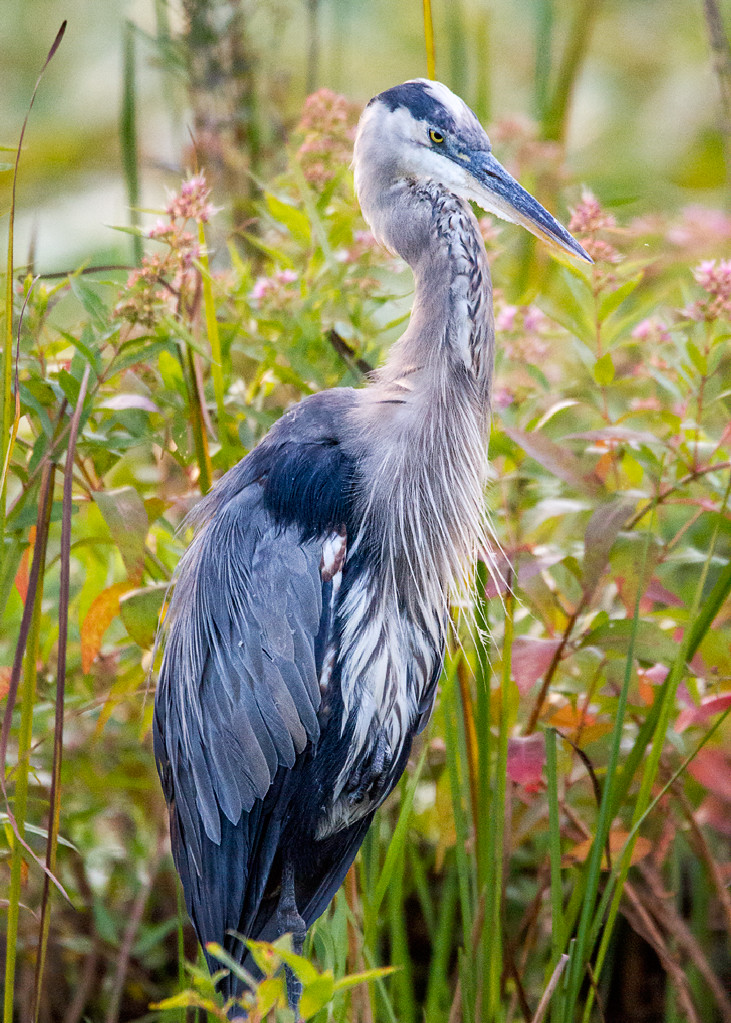 Great blue heron 8 Cuyahoga Valley National Park, OH, Bea… Bill Flickr