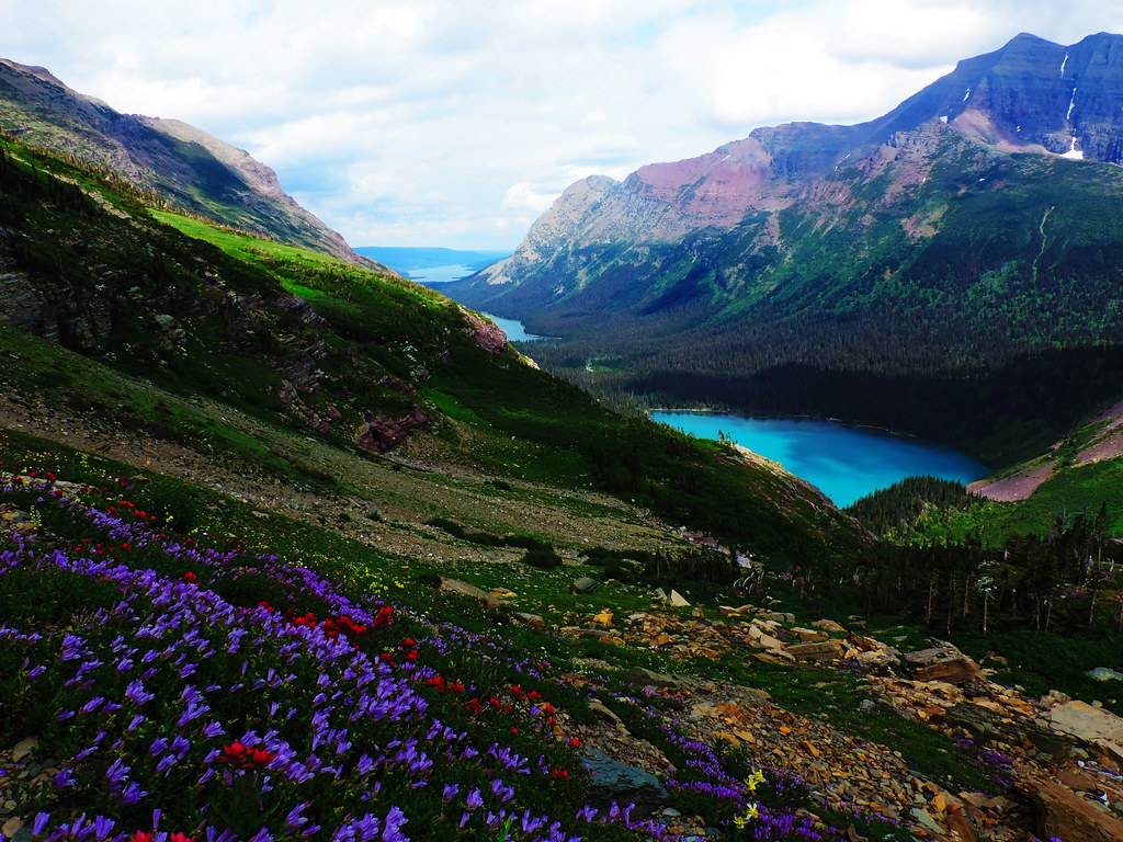 Wildflower Bloom In Glacier National Park, Montana Our Wanders