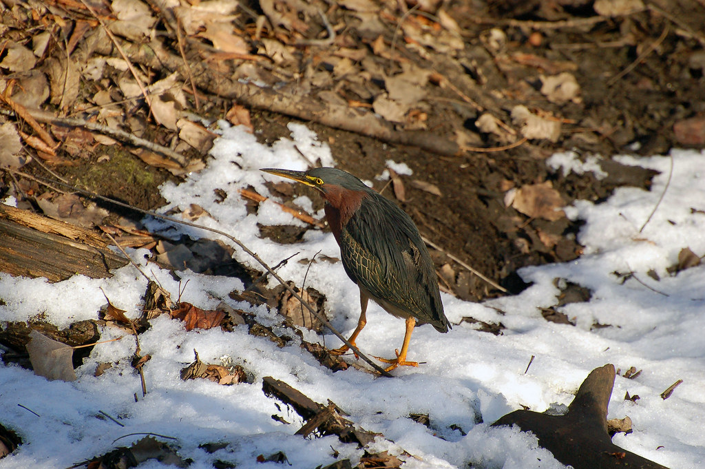 Green Heron, Minnesota, Anoka County Fridley, Springbrook… Flickr