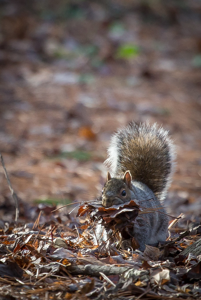 Squirrel Nesting3 Brian Maffitt Flickr