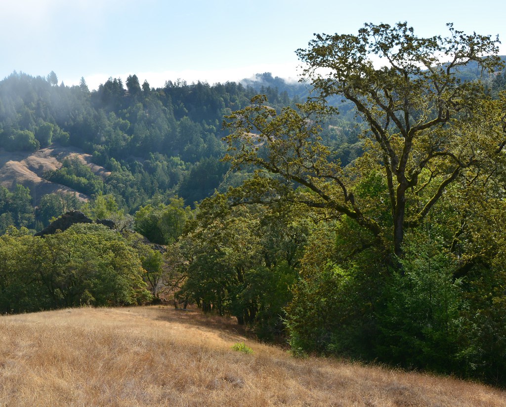 Flickriver Photoset 'Fort Ross Road to Cazadero' by Stephen P Miller