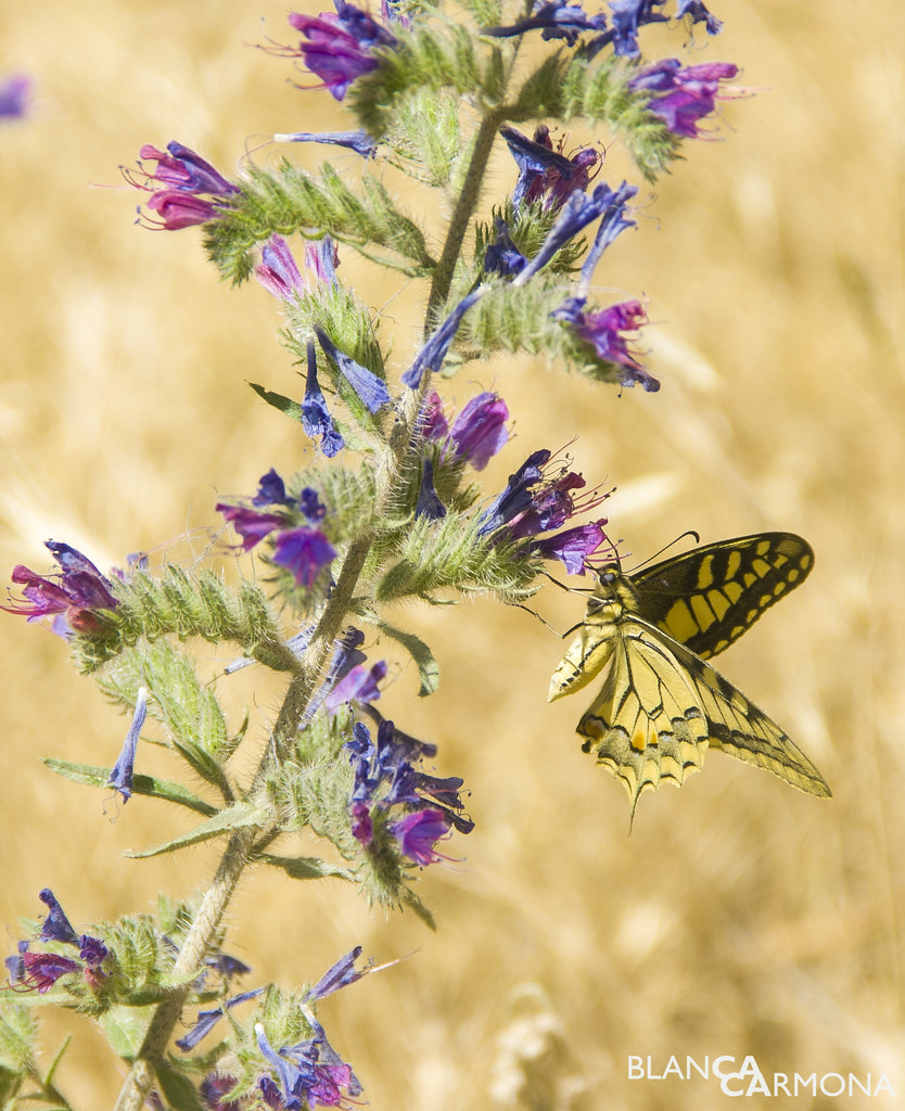 Mariposa exploradora Blanca Carmona Flickr