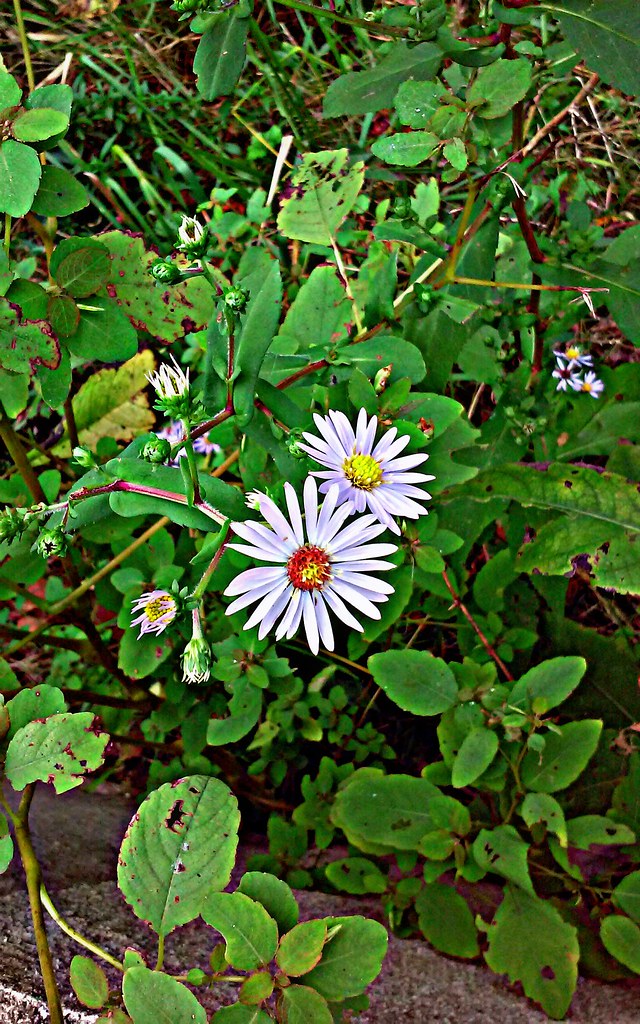 DAISYlike Weed HDR Loving this delicate & intricate daisy… Flickr