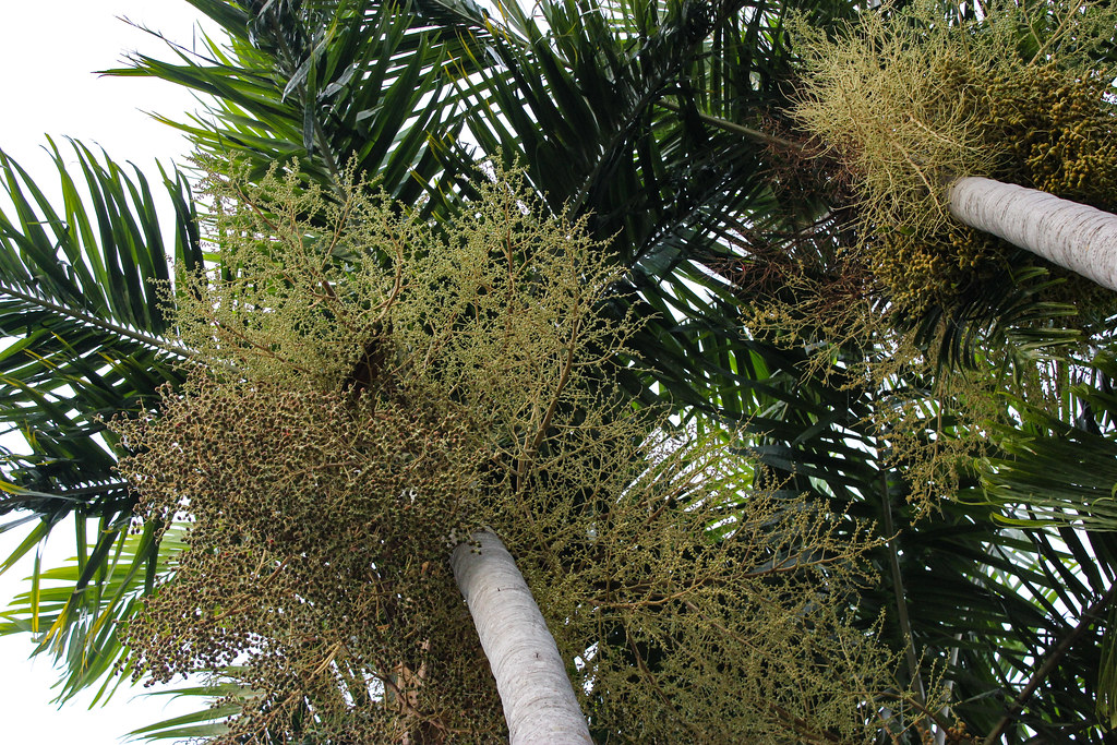 Flowering palm trees, Bicentennial Park Flowering palm tre… Flickr
