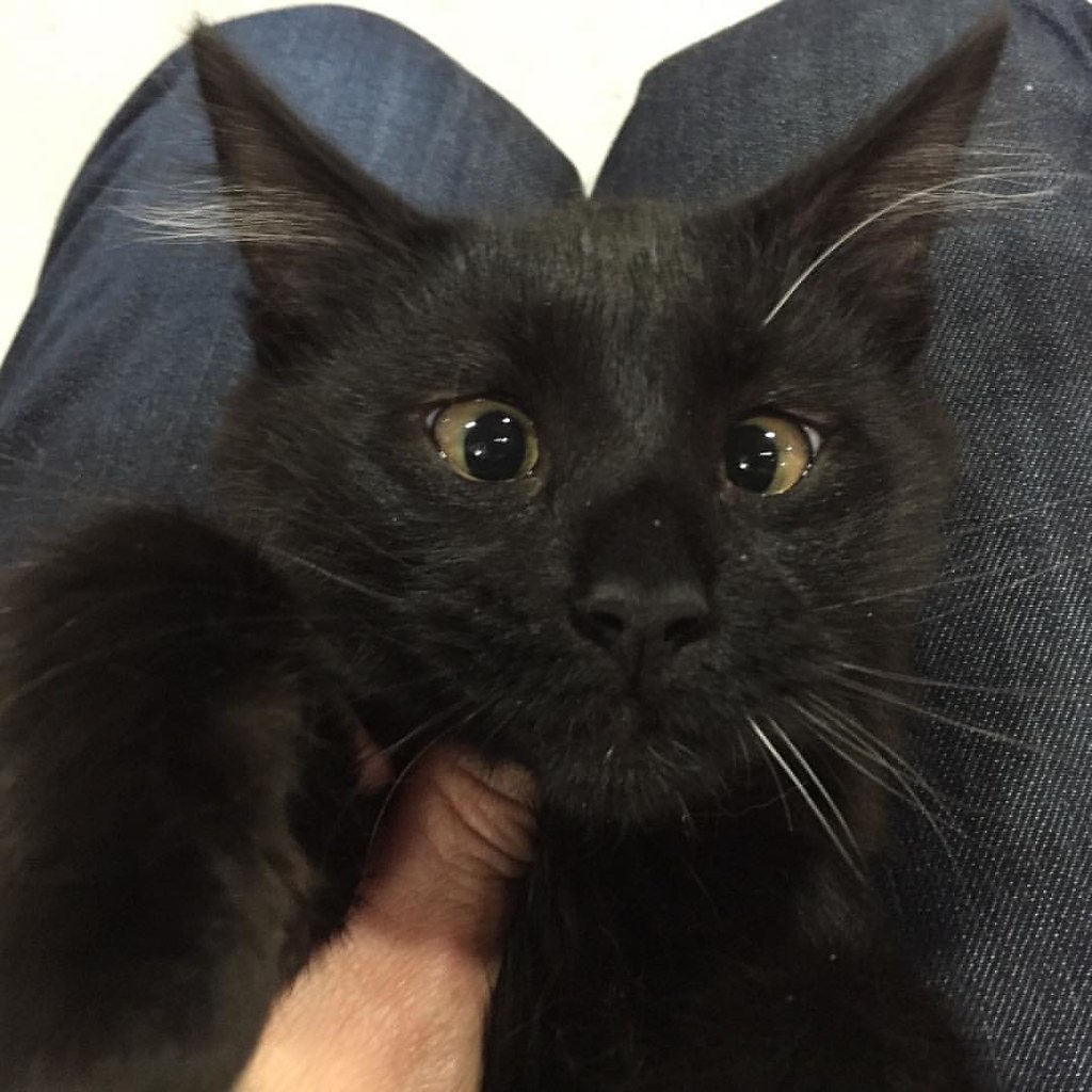 Cross eyed kitten. YueStudio Flickr