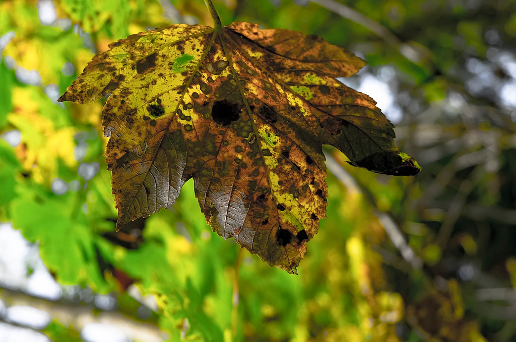 Wardley Wood, Wardley, Rutland Lord Muttley McFester Flickr