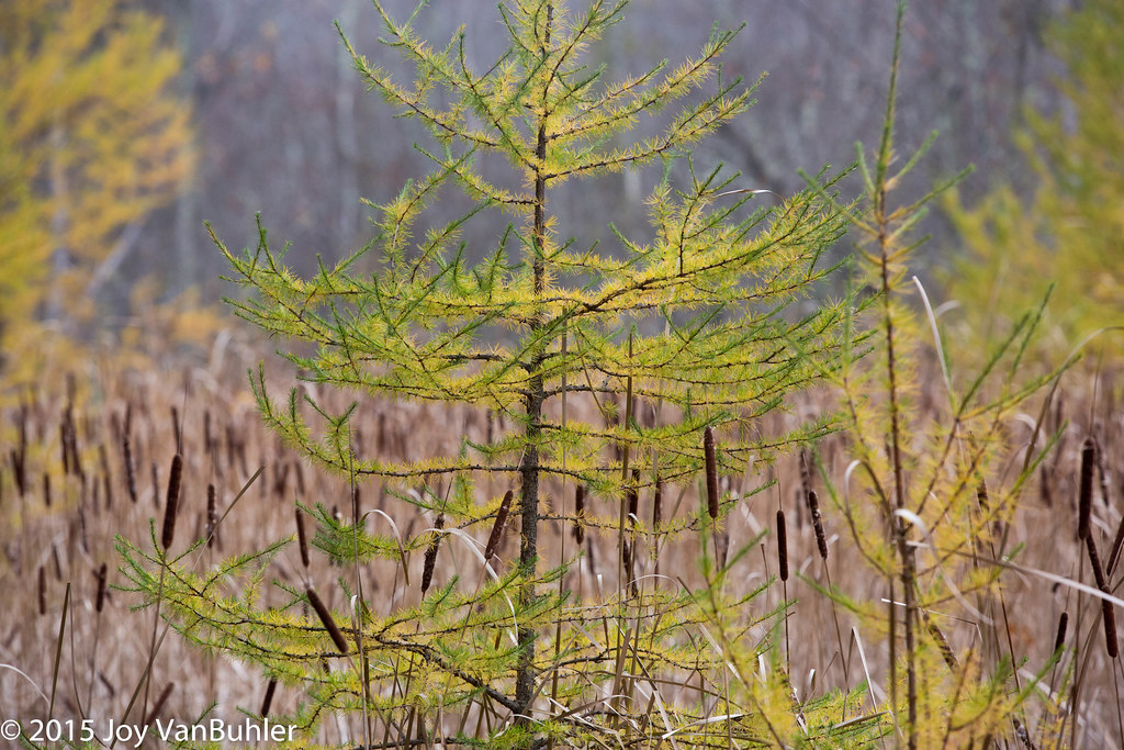 44/524 Tamarack Tree at Kensington 10/31/15 Kensington… Flickr
