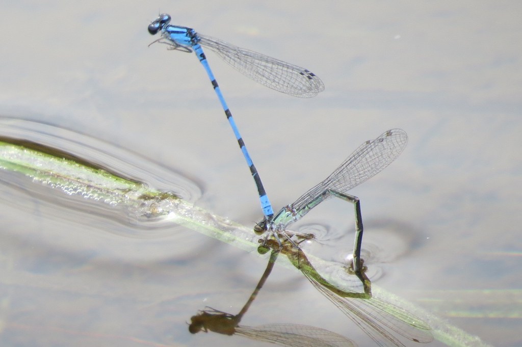 Bluet sp., Turner Hill WMA sapsbks Flickr