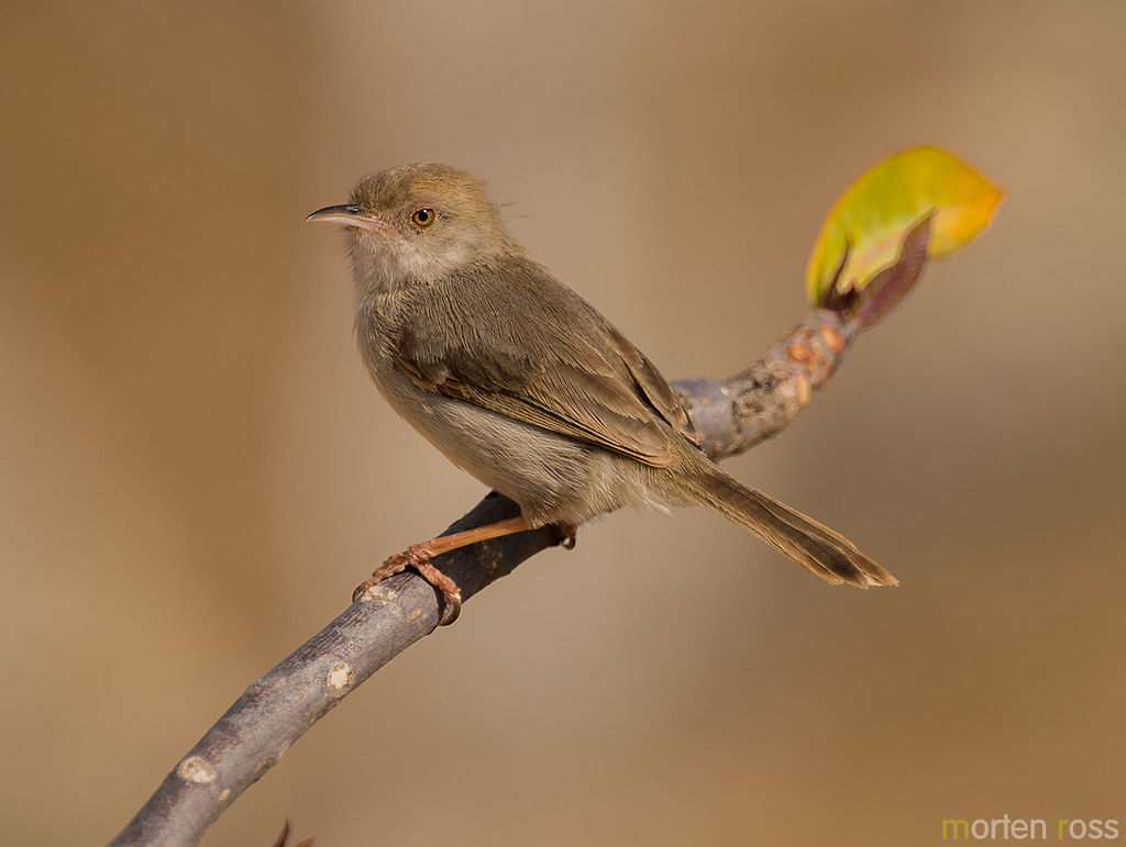 Socotra warbler (Incana incana) www.ross.no I was on my wa… Flickr