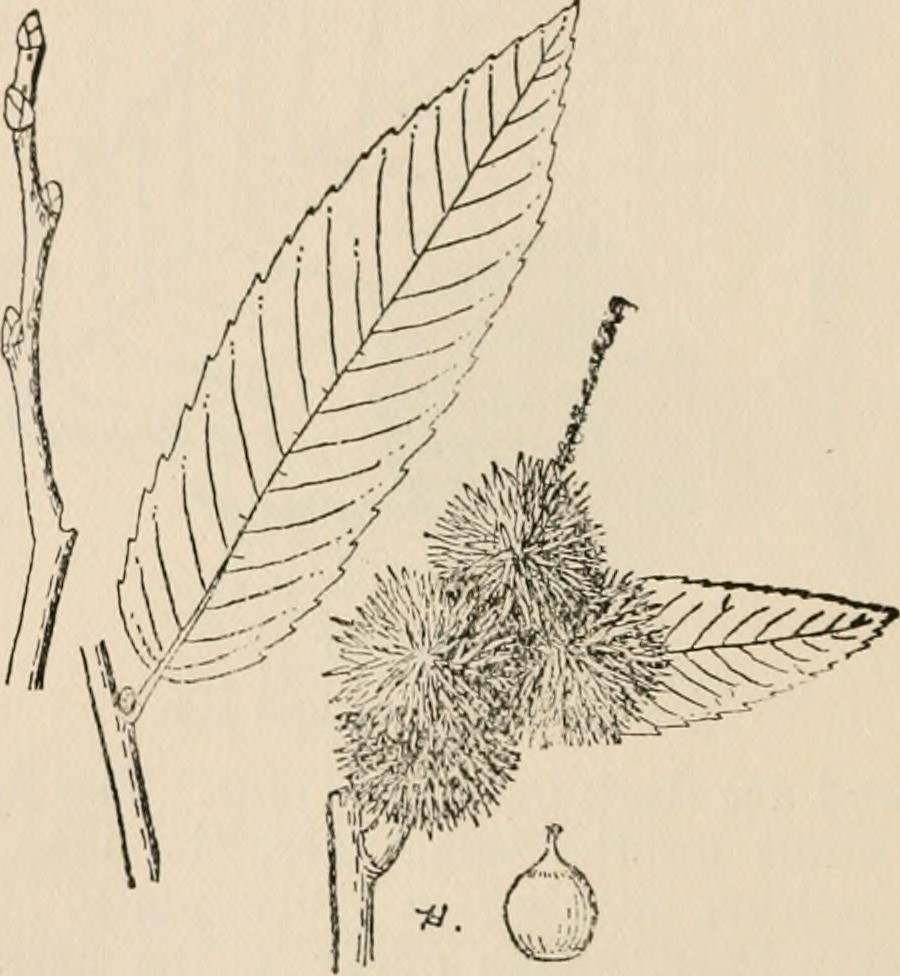 Image from page 39 of forest trees of how… Flickr