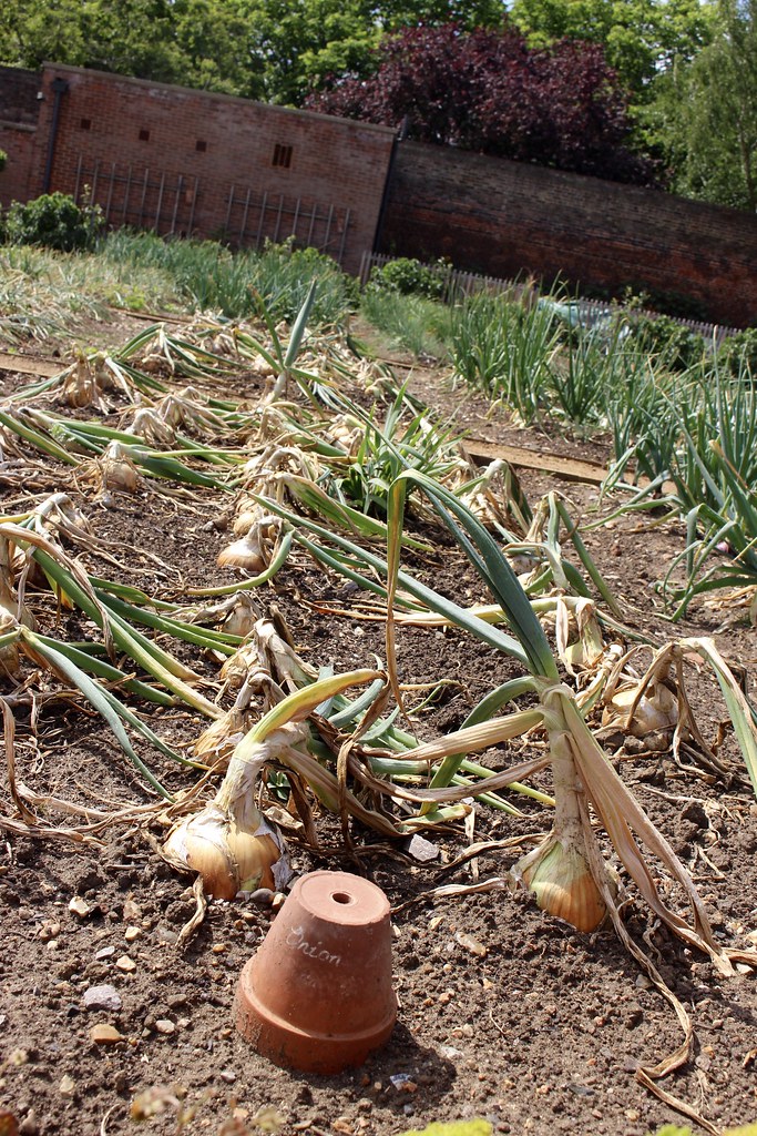 Onions Rows of onions growing in the kitchen garden of Ham… Flickr