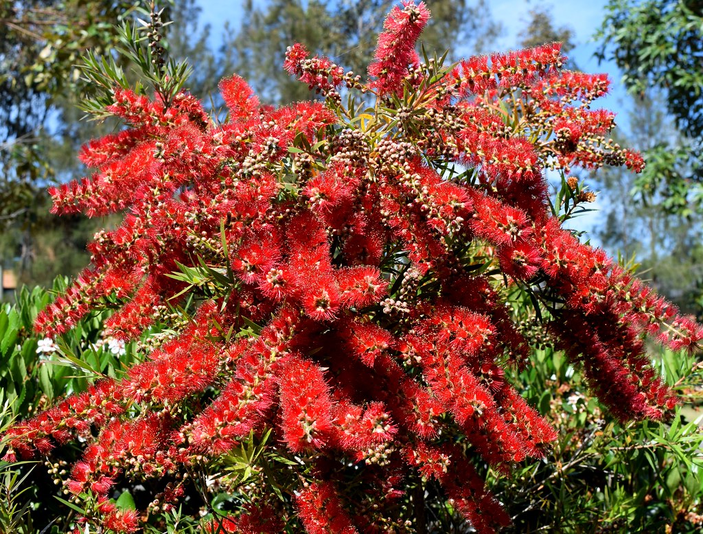 Scarlet weeping bottlebrush Near the front driveway, this … Flickr