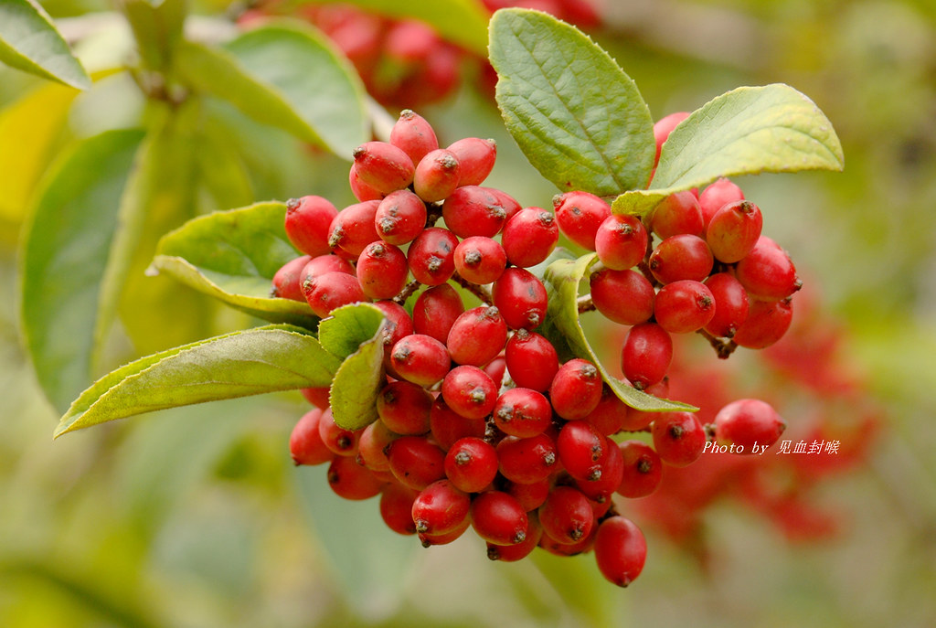 琼花（Viburnum macrocephalum f. keteleeri） 一麟 姚 Flickr