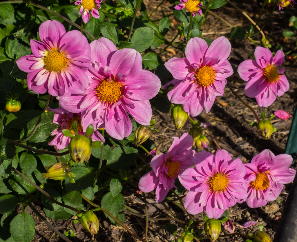 Dahlia 'Rosy Wings', 2015 "Dahlia 'Rosy Wings', 2015, WING… Flickr