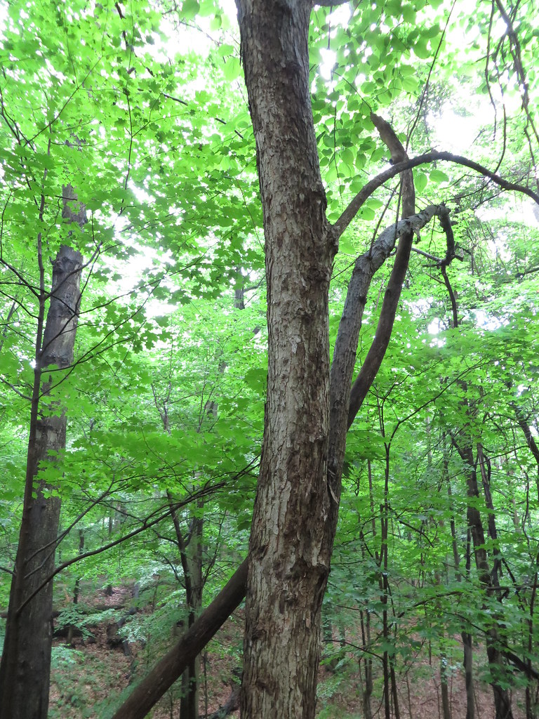 Nine mile hike 61415 014 Red Mulberry (Morus rubra) Flickr