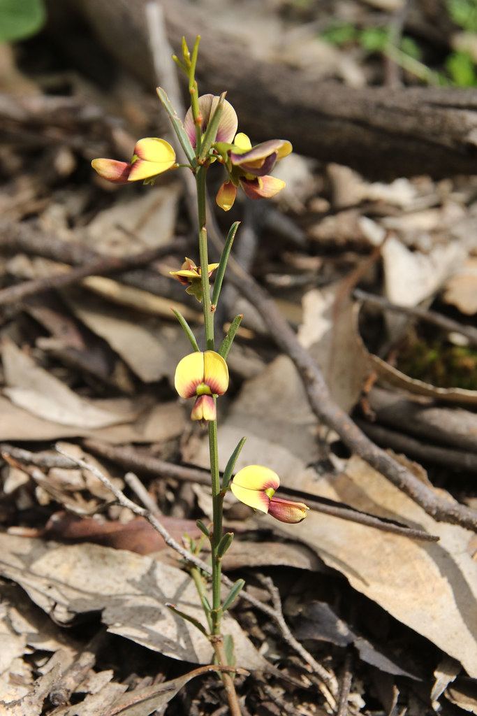 20160924_0213 Leafy Templetonia Templetonia stenophylla Flickr