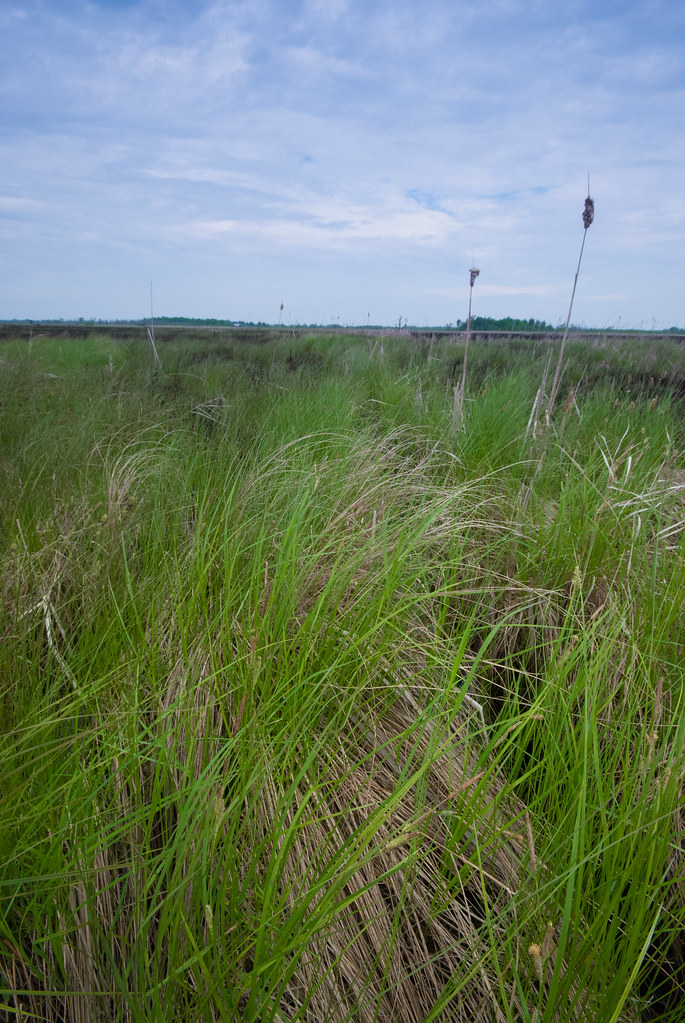 Meadow Winchester Meadow Wisconsin State Natural Area 661… Flickr
