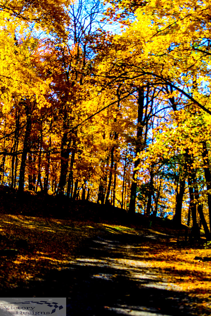 Golden Trees Kowawese Unique Area at Plum Point New Windso… Flickr