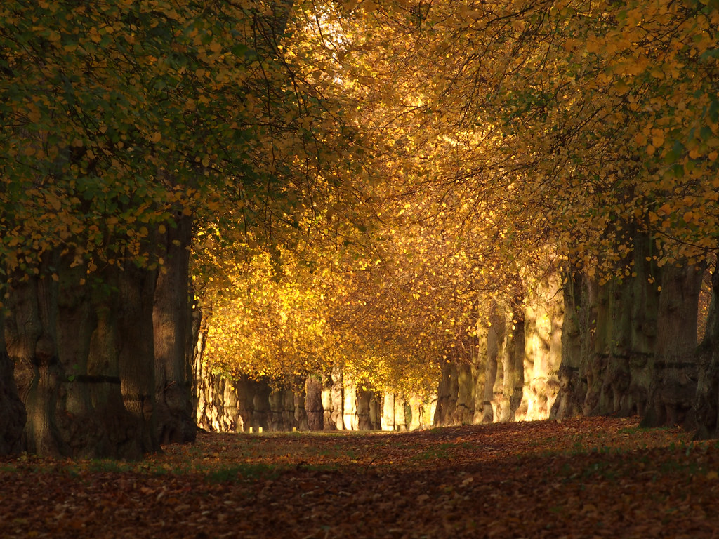 Flickriver Photoset 'Lime Tree Avenue' by DaveKav