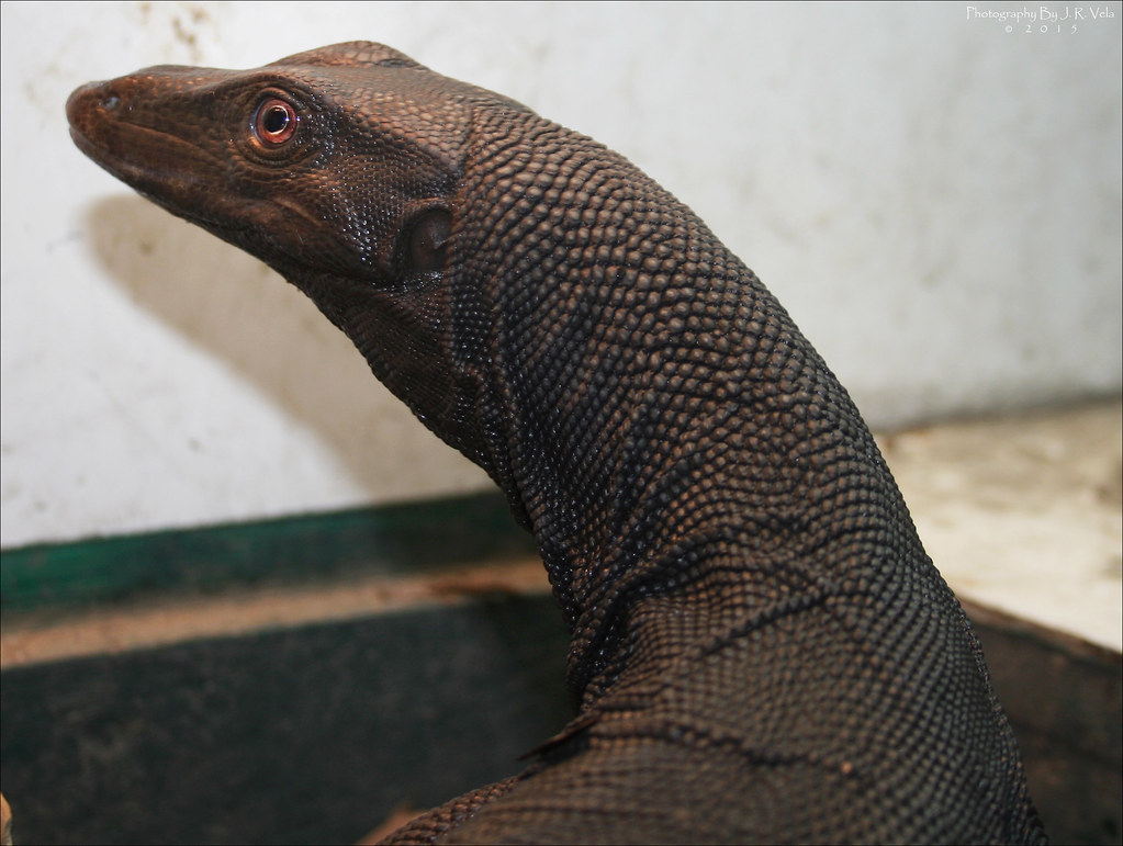12/16/2015 BDVS3 Female Black Dragon Varanus Salvator Flickr