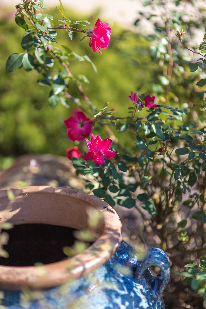 Thankful for My Backyard. The Shrub and Knockout Roses ar… Flickr