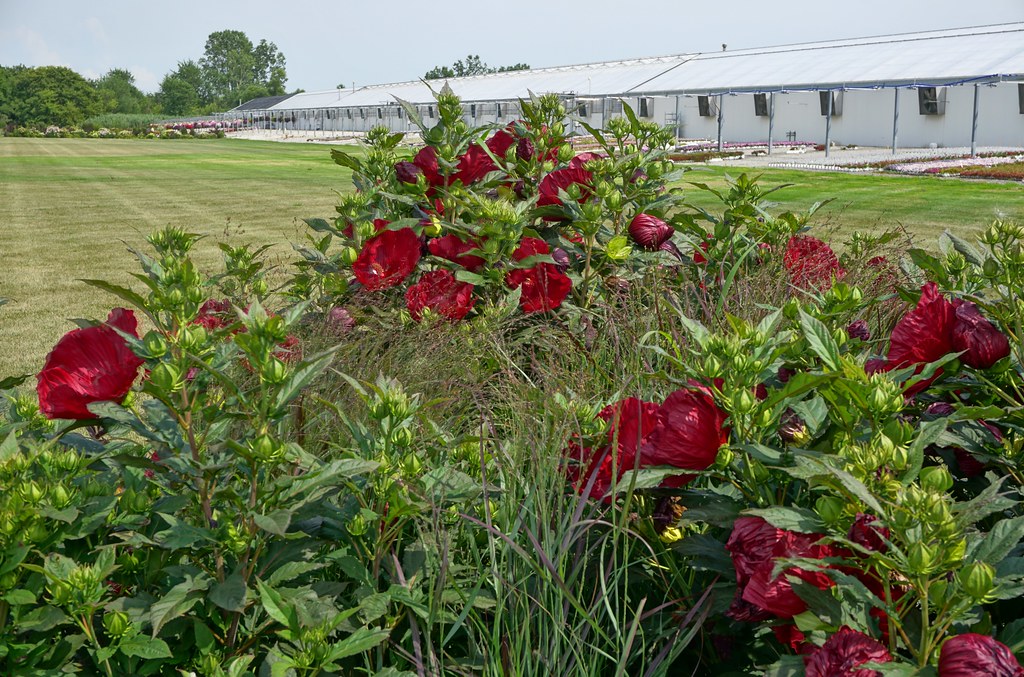 Hibiscus SUMMERIFIC 'Cranberry Crush' Karl Gercens Flickr