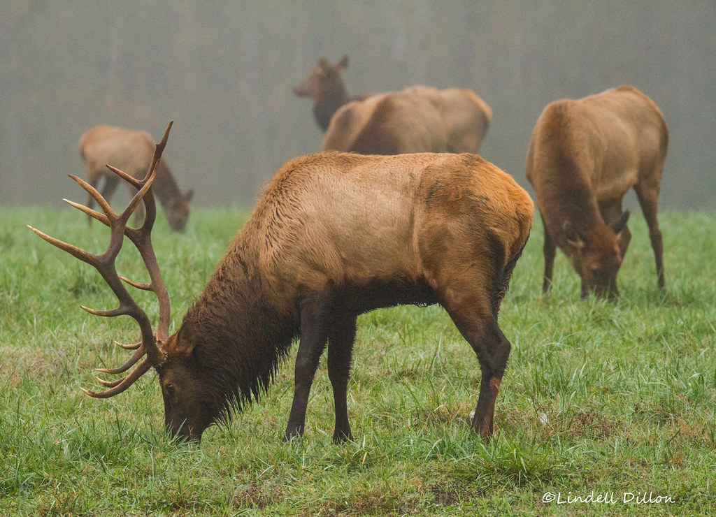 Boxley Valley elk Along the Buffalo River in NW Arkansas. … Flickr