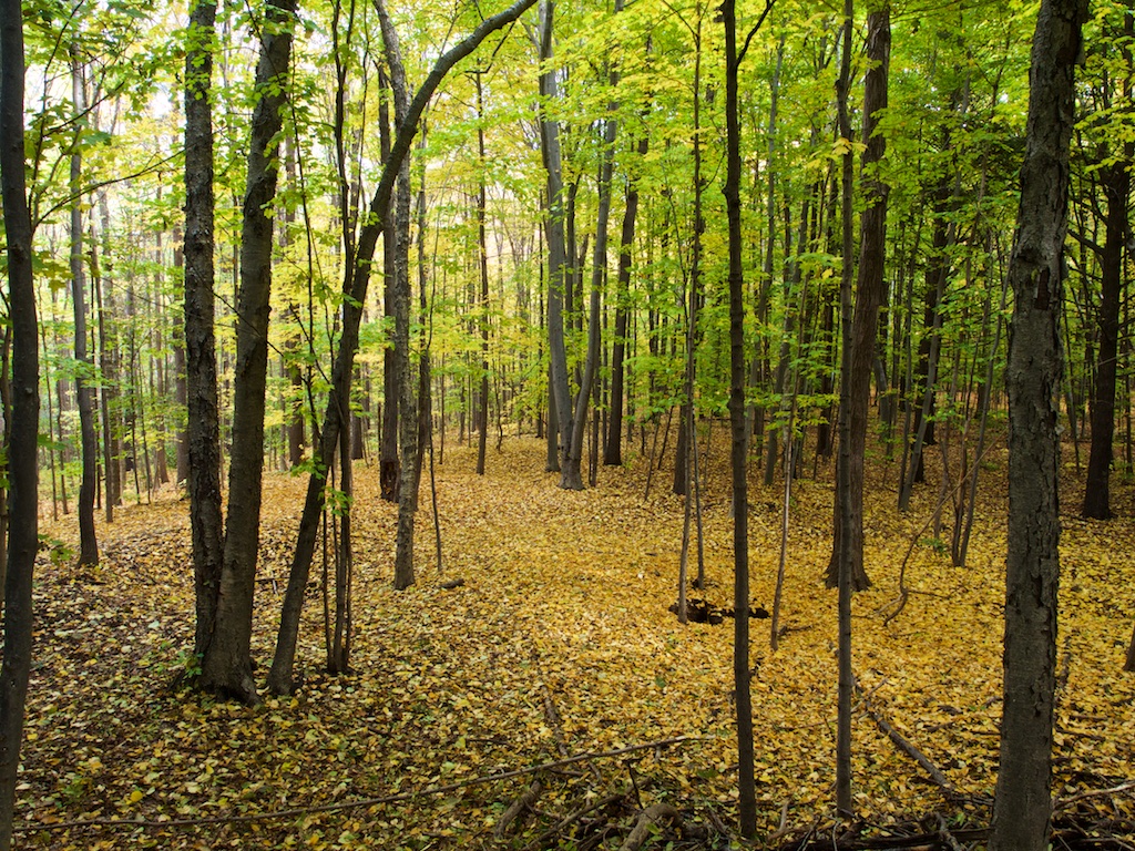 PA180219 Bois Papineau, Laval Bernard Baril Flickr