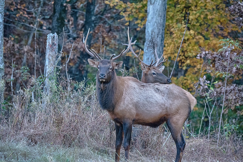Bull Elk. Land between the lakes Kentucky. Elk and Bison r… Flickr