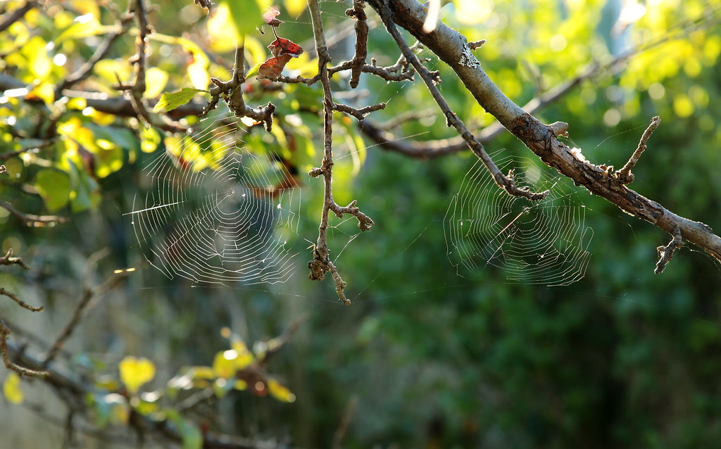 Skidegate spider webs in crabapple tree From a research t… Flickr