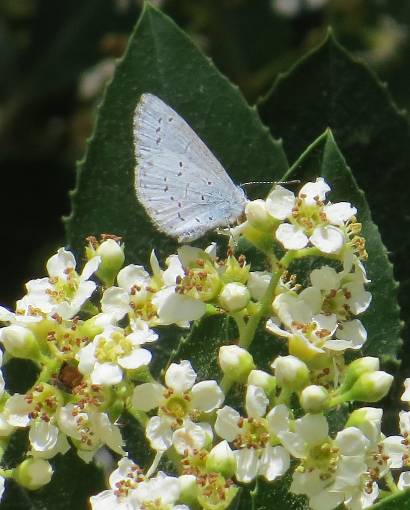 Spring Azureon Toyon, Mills Estates Park, Millbrae, CA Flickr