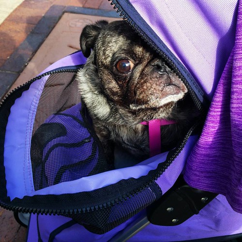 First day out in our stroller puglife pugstgram pugsofi… Flickr