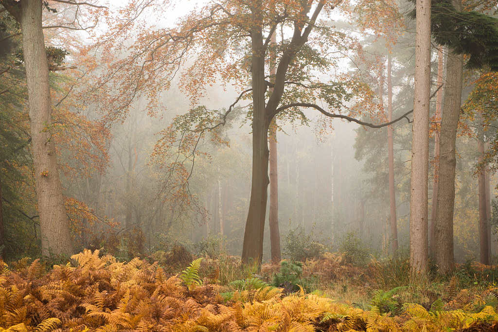 Bracknell Forest II site Twitter Craig Denford Flickr