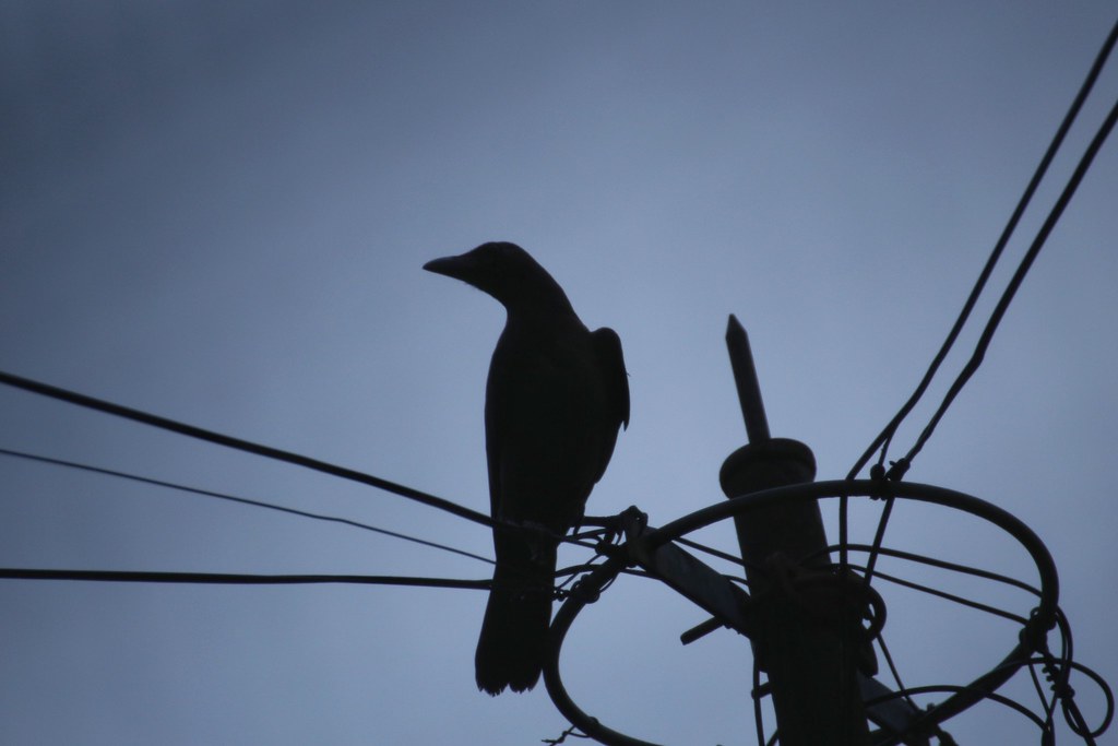 Black bird Shot at dusk and thru some nettings.. wan mohd Flickr
