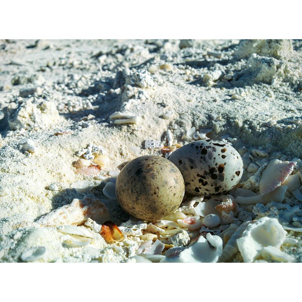 BlackNaped Tern eggs Scientific name Sterna sumatrana Hi… Flickr