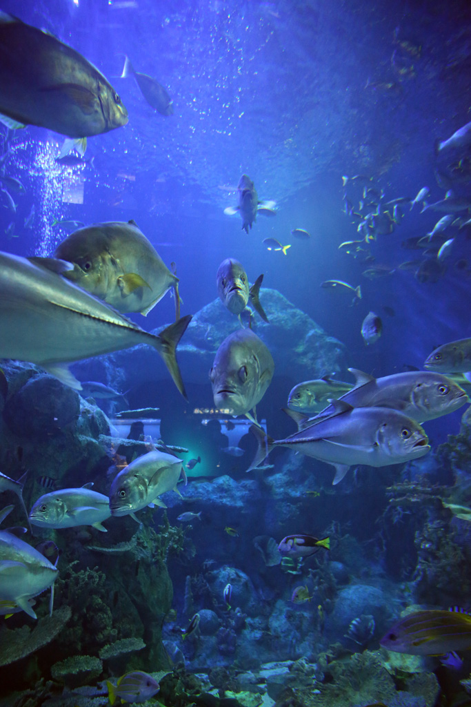Toba Aquarium 『群青の 鳥羽の海には とりどりの まい踊るいお(魚) ふかき静寂に』 ま（詠） z.mikami