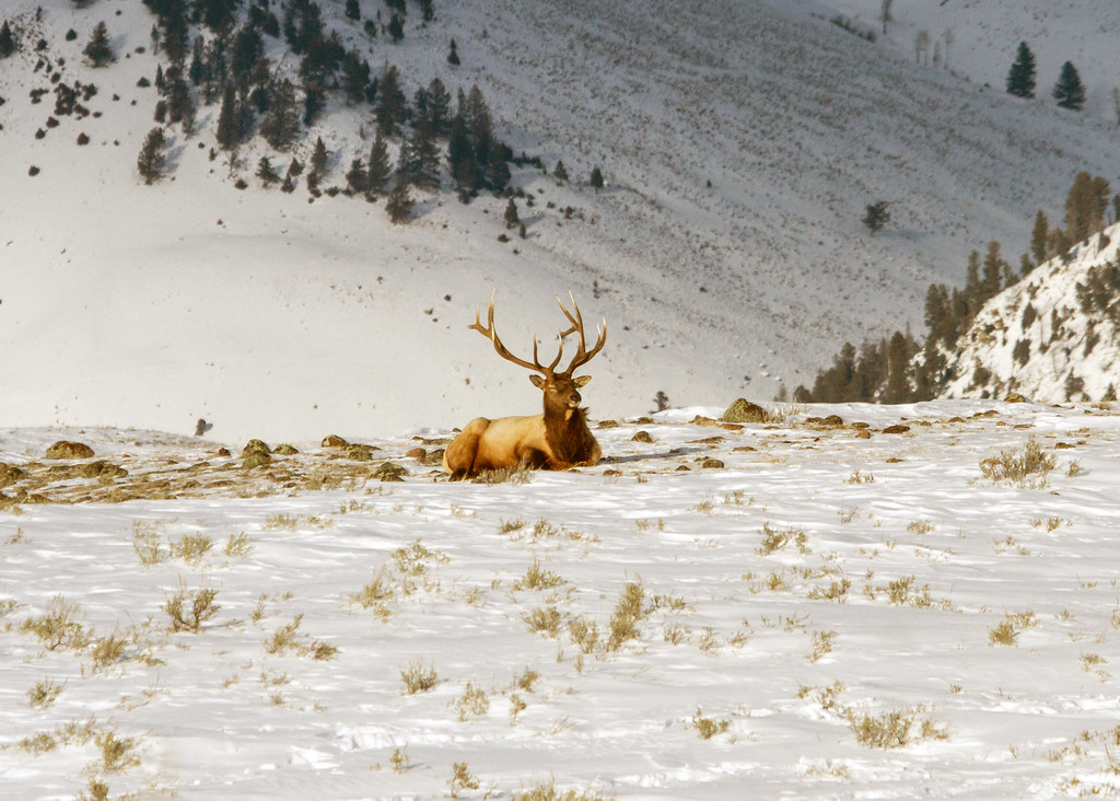 Bull elk on Blacktail Plateau sleeping NPS/Diane Renkin; 2… Flickr