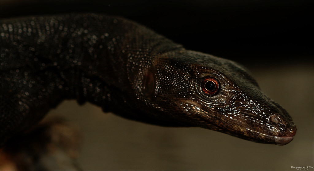 11/25/2015 BDVS2 Black Dragon Varanus Salvator 2' Black Dr… Flickr