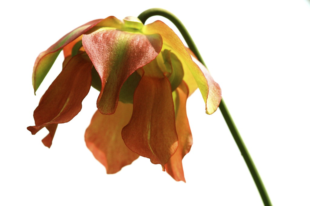 Droop Lovely drooping flower. Taken in the botanic Gardens… Flickr